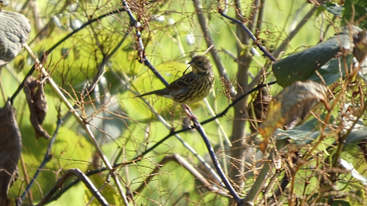 Masked Bunting - ML643568524