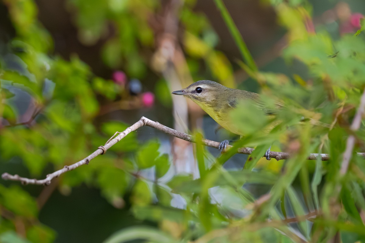 Philadelphia Vireo - ML643568531