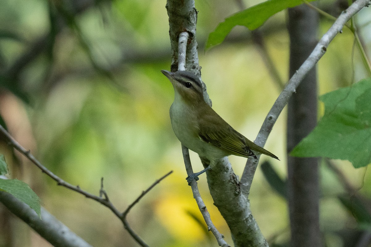 Red-eyed Vireo - ML643568546