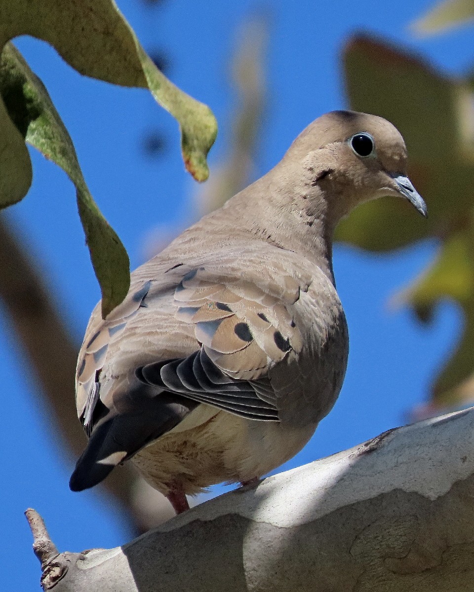Mourning Dove - ML643568555