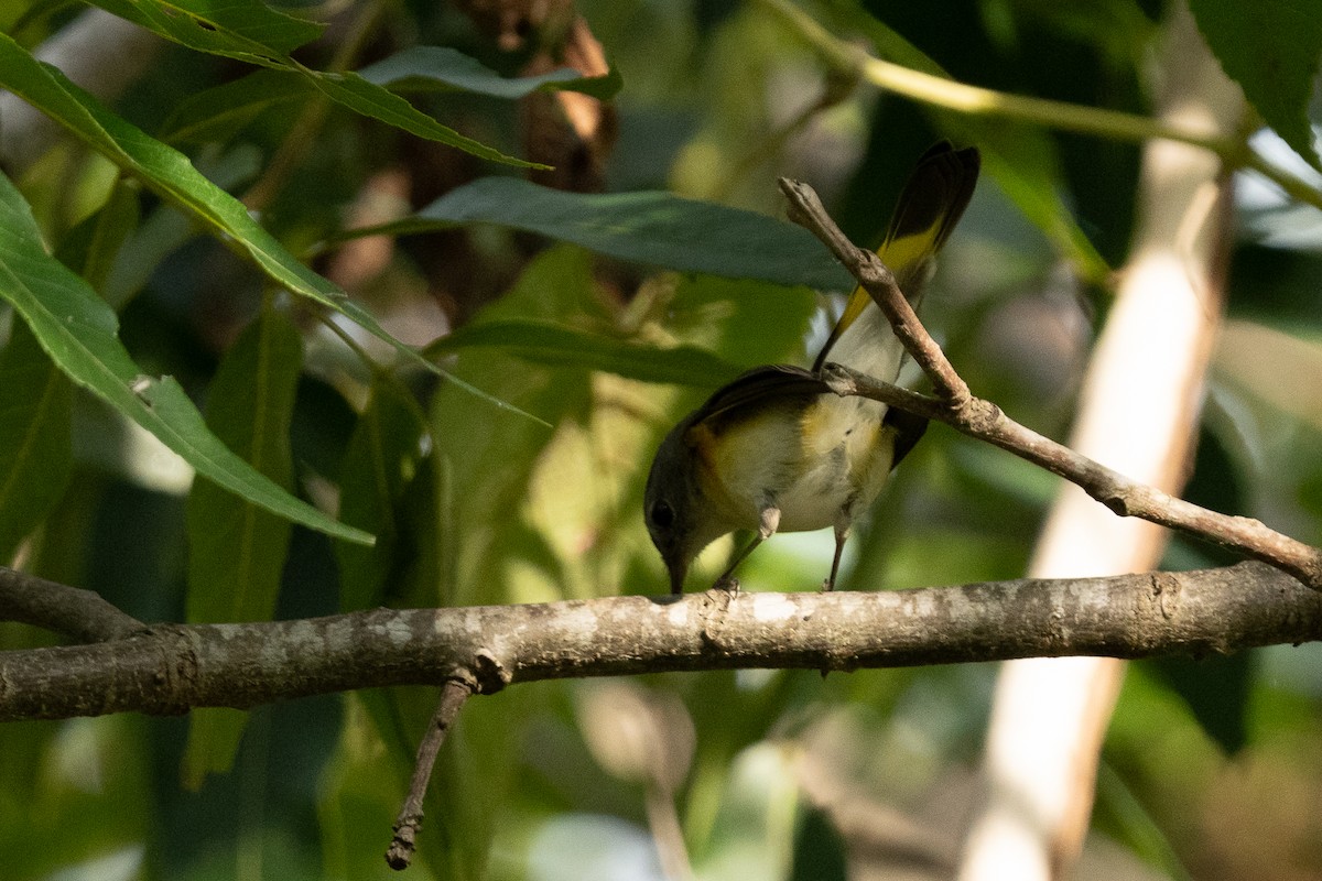American Redstart - ML643568564