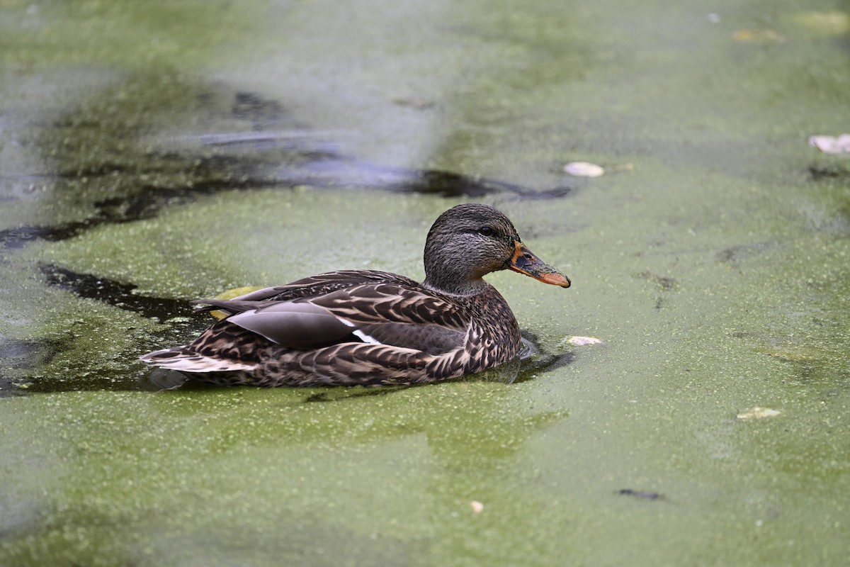 Mallard - ML643568569