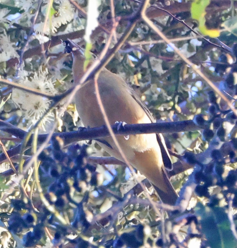 Summer Tanager - ML643568576