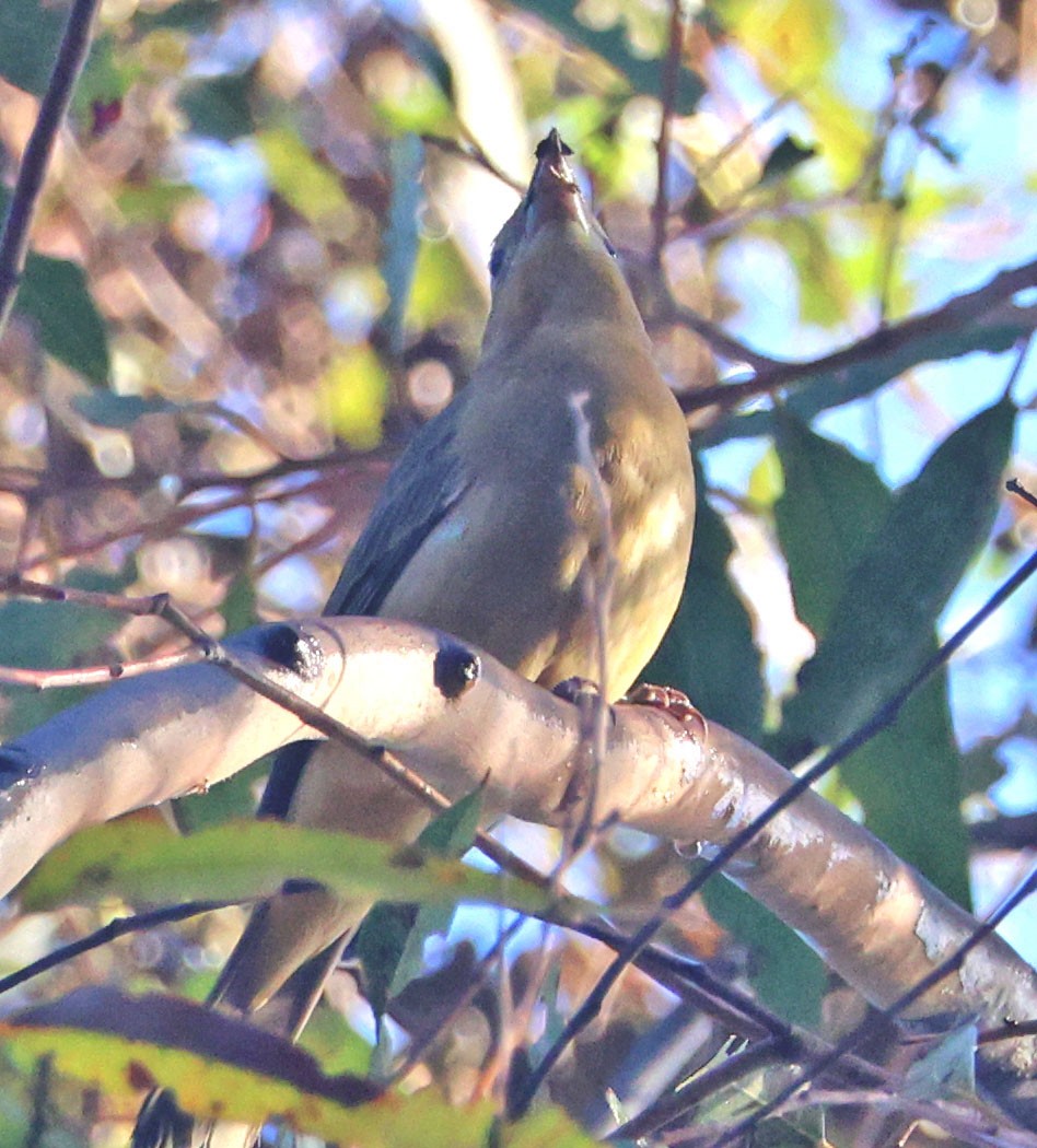 Summer Tanager - ML643568577