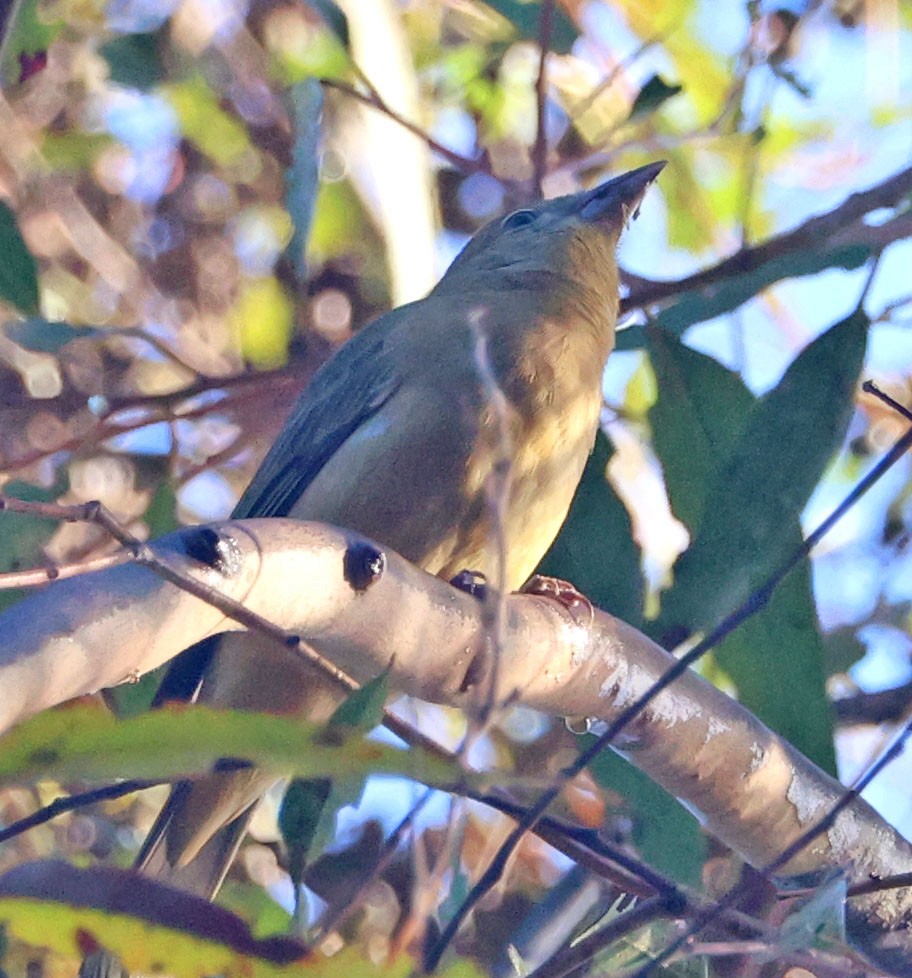 Summer Tanager - ML643568578