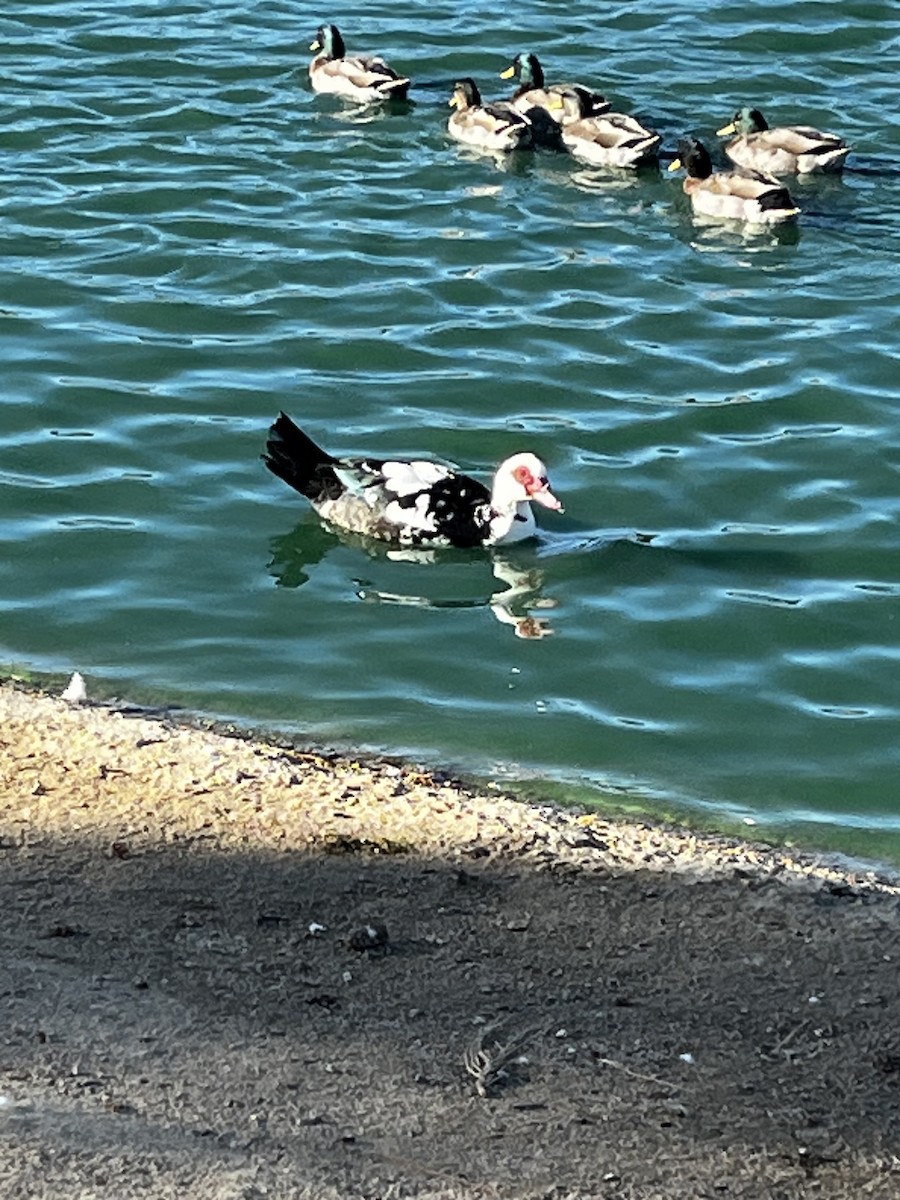Muscovy Duck (Domestic type) - ML643568594