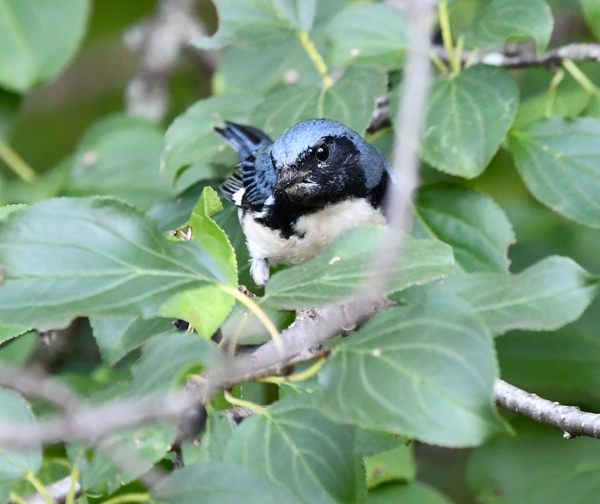 blåparula - ML643568598