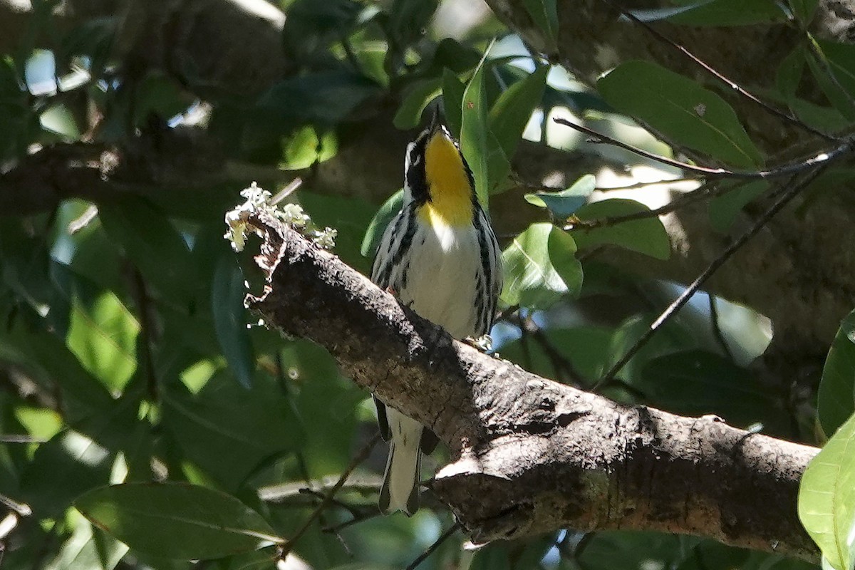 Yellow-throated Warbler - ML643568602