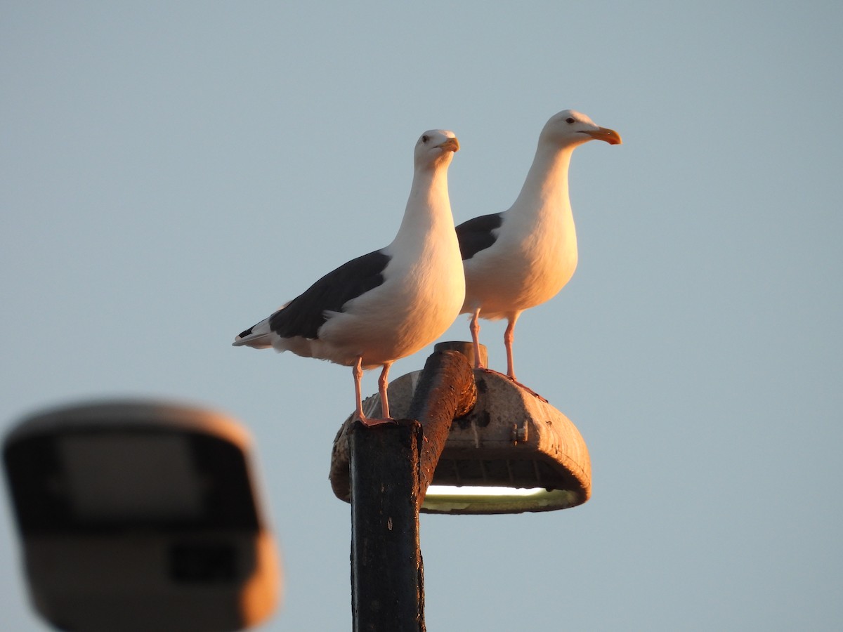 Western Gull - ML643568610