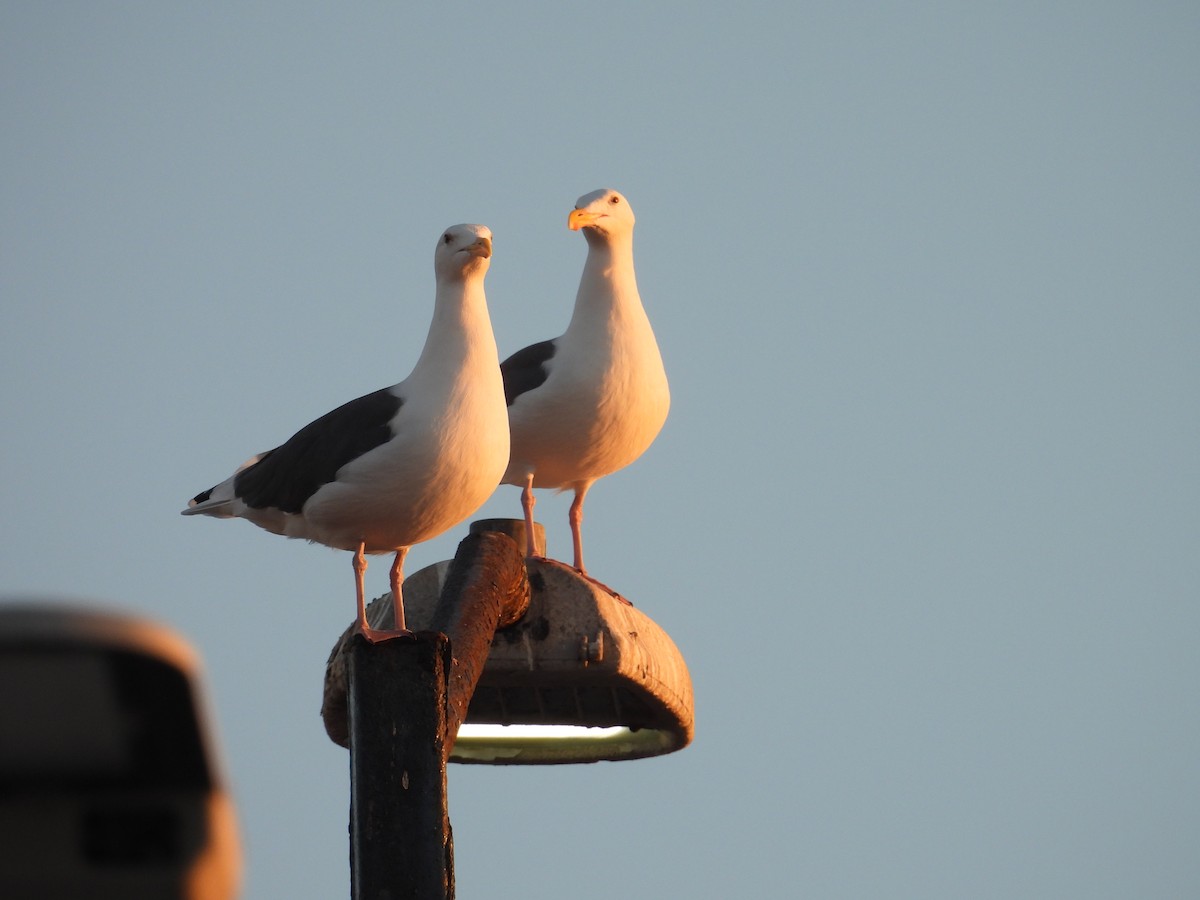 Western Gull - ML643568611