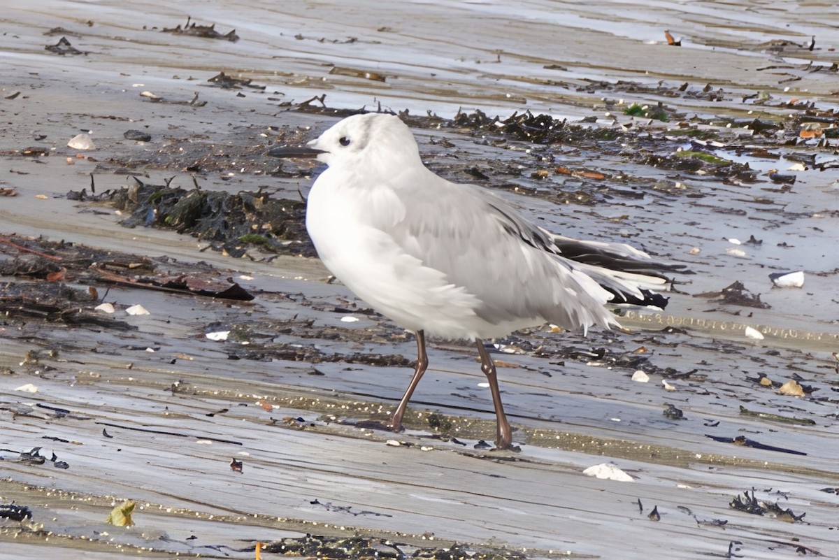 lattermåke - ML643568612