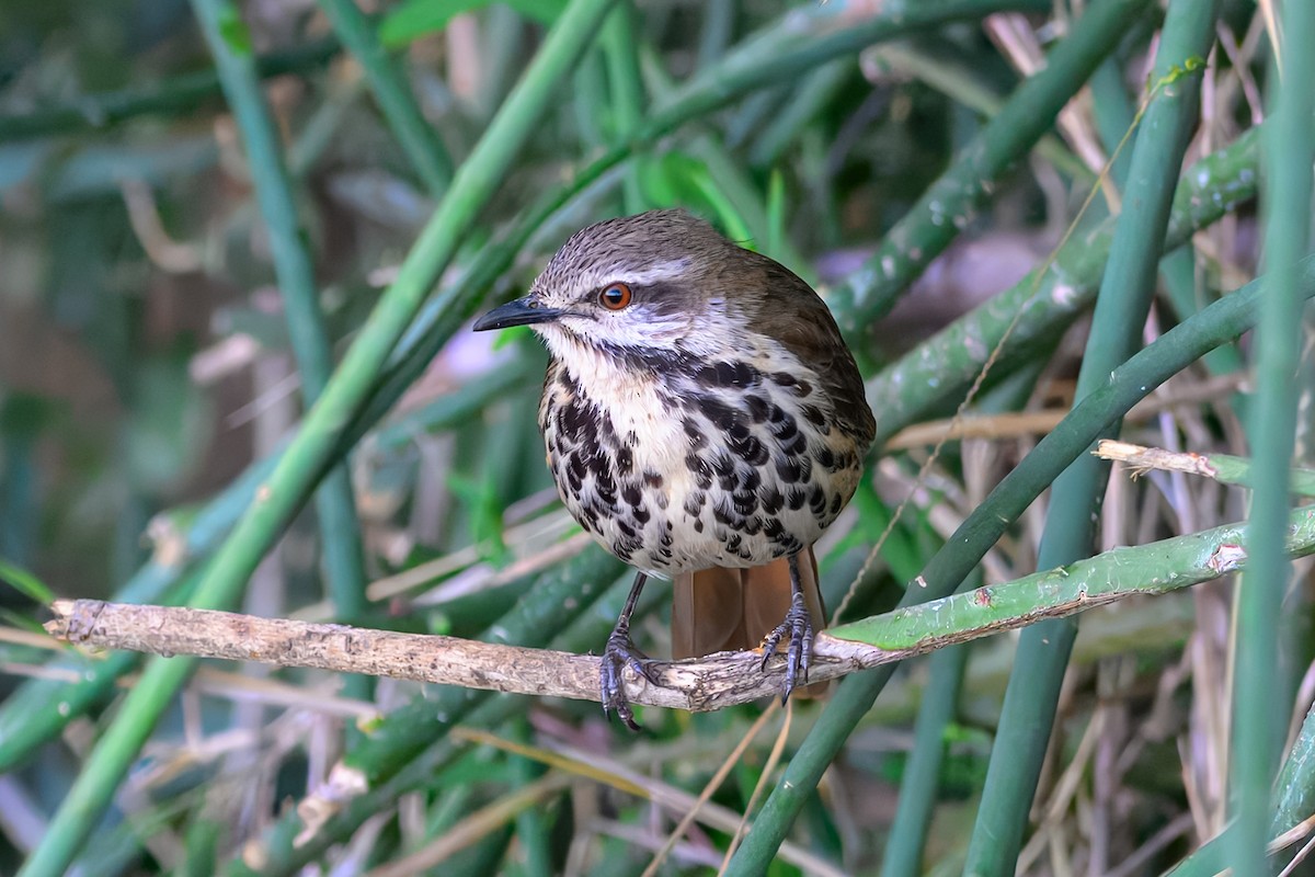 Spotted Morning-Thrush - ML643568618