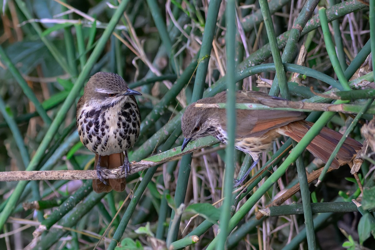 Spotted Morning-Thrush - ML643568619