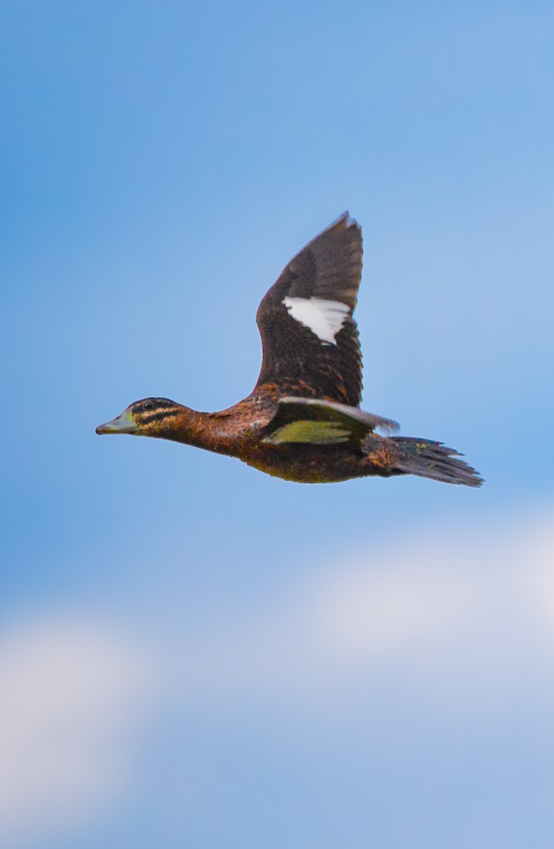 Masked Duck - ML643568626
