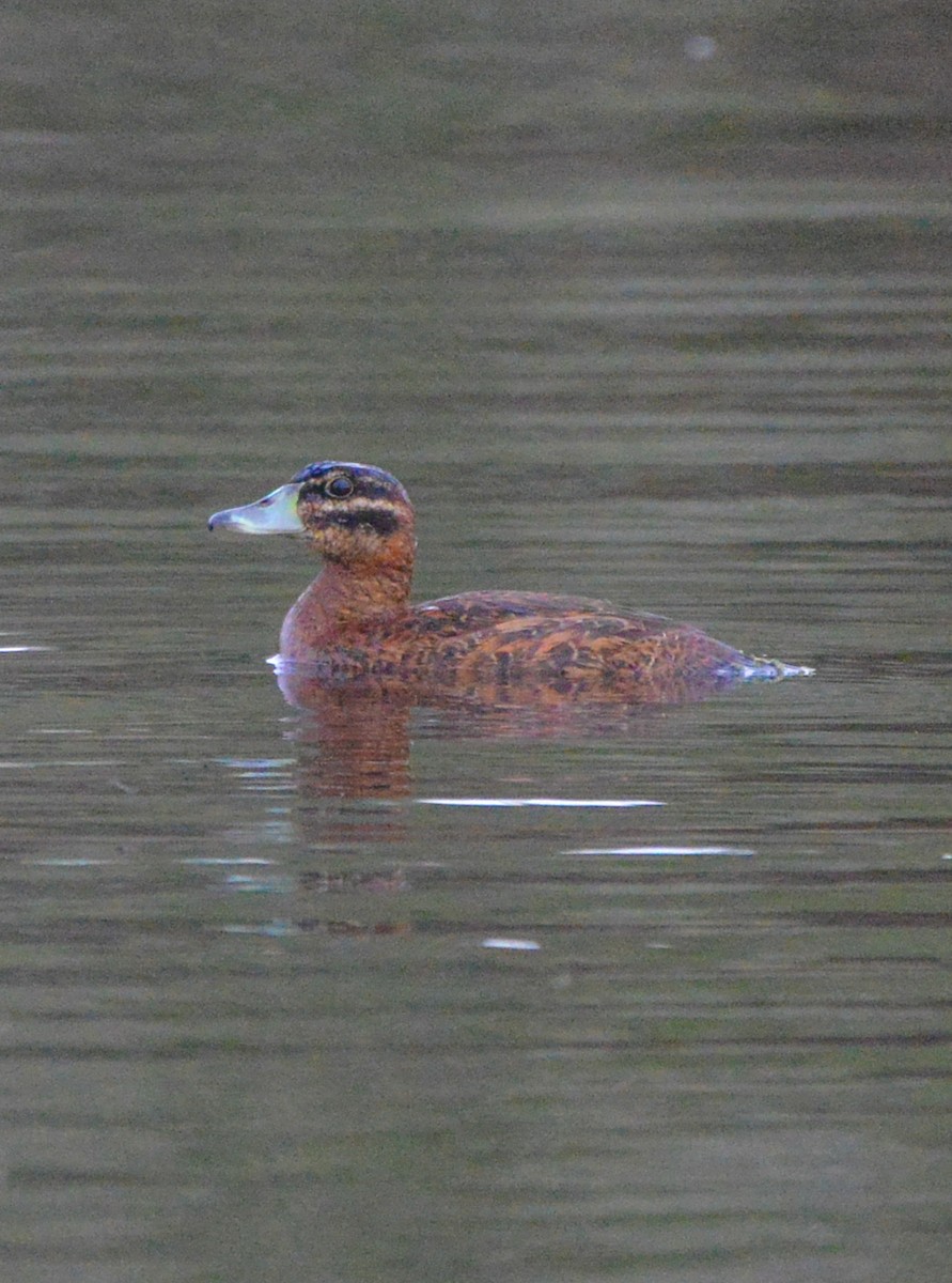 Masked Duck - ML643568627