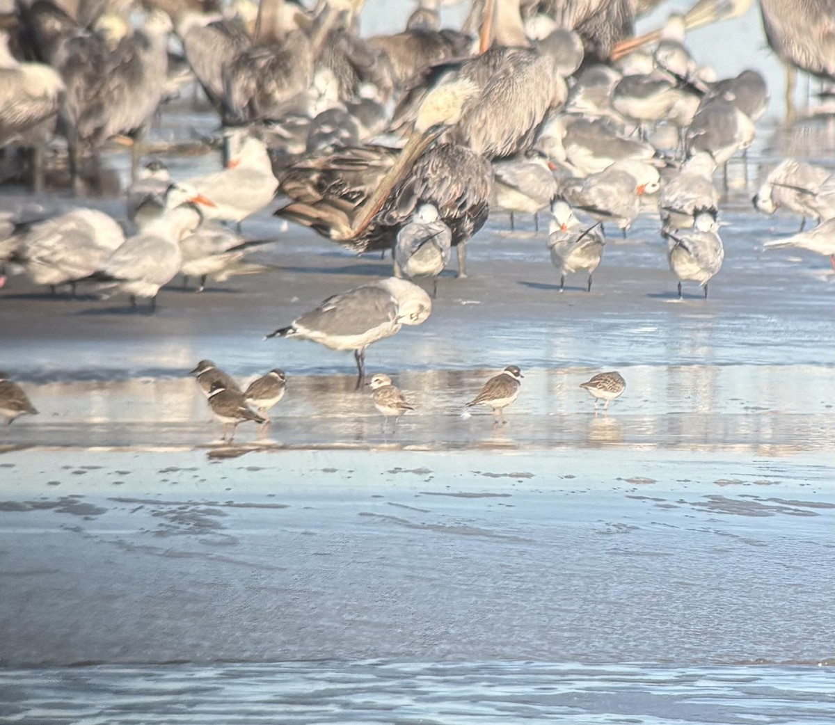 Snowy Plover - ML643568634