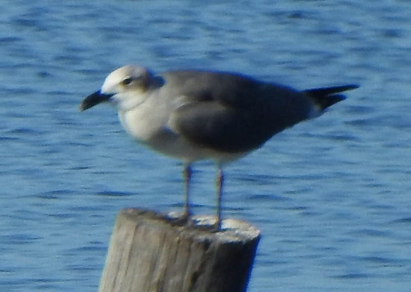Laughing Gull - ML643568635