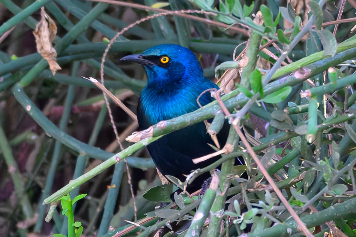 Greater Blue-eared Starling - ML643568641