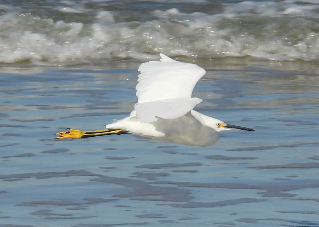 Snowy Egret - ML643568643