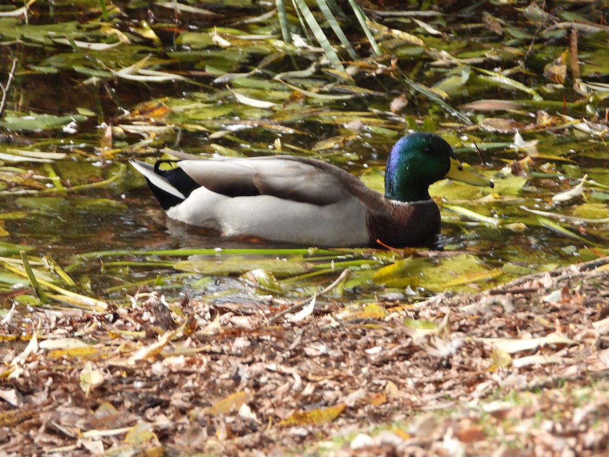Mallard - ML643568651