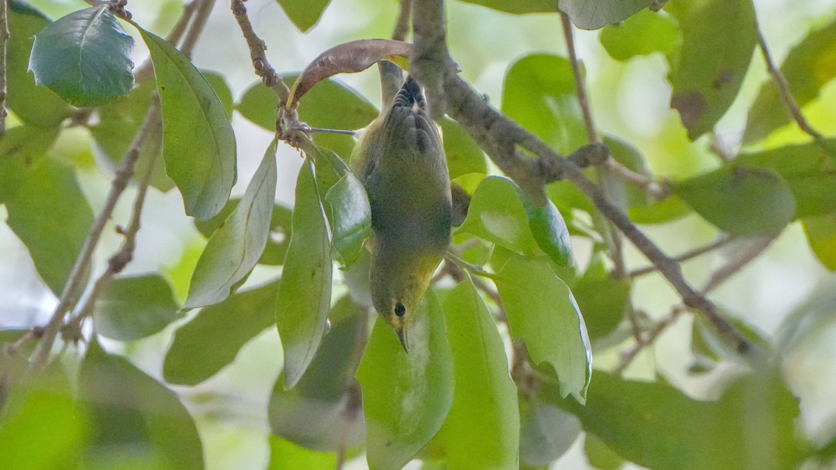 Tennessee Warbler - ML643568655