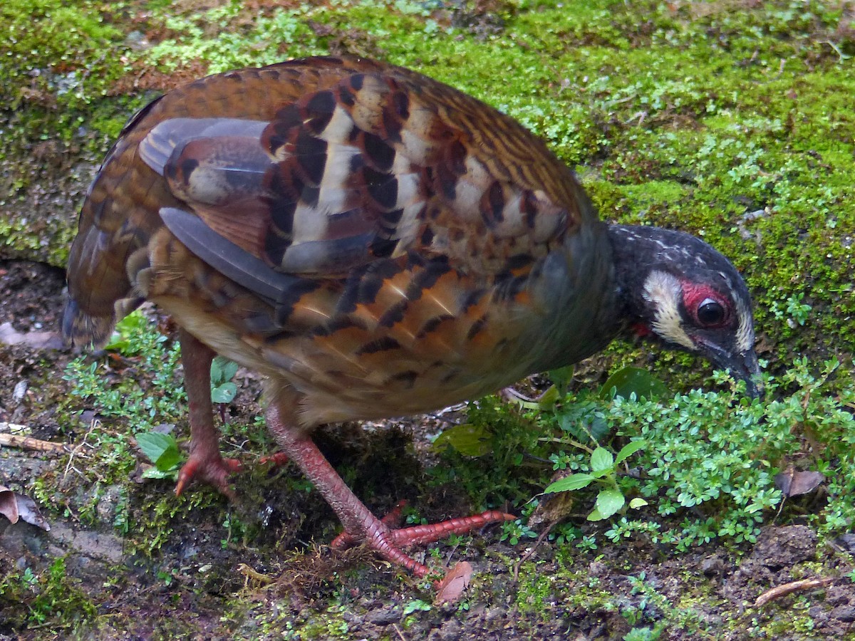 Malayan Partridge - ML643568681