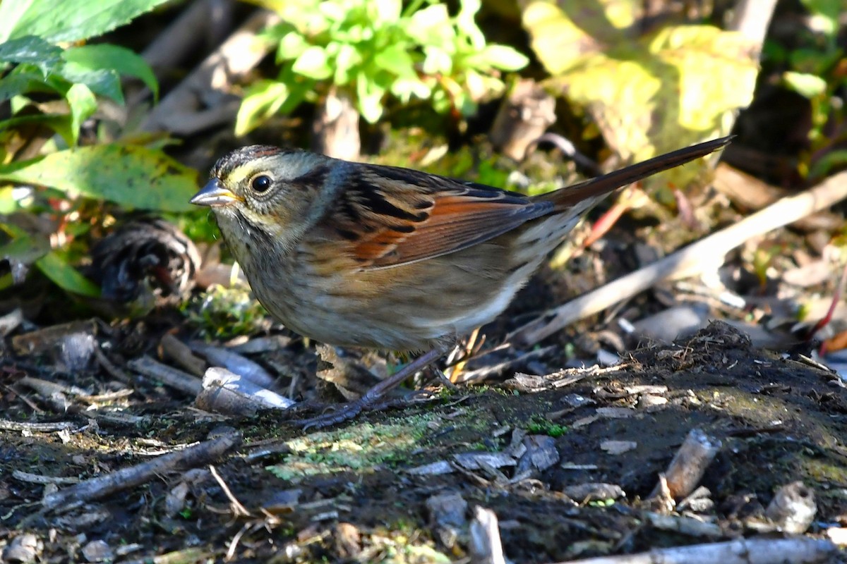 Swamp Sparrow - ML643568692