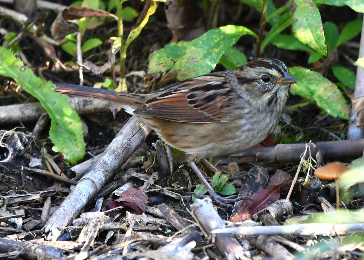 Swamp Sparrow - ML643568693