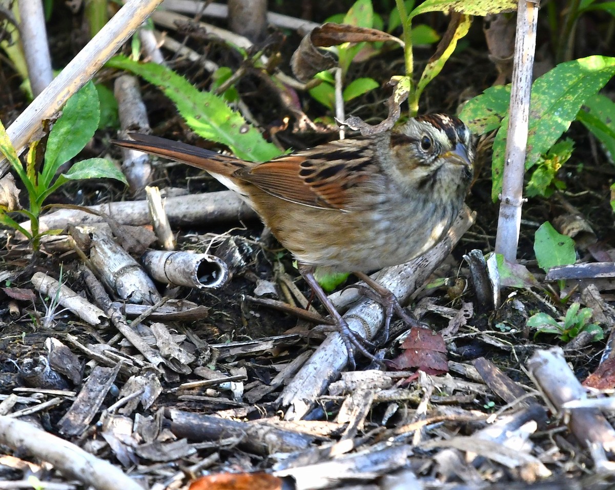 Swamp Sparrow - ML643568703