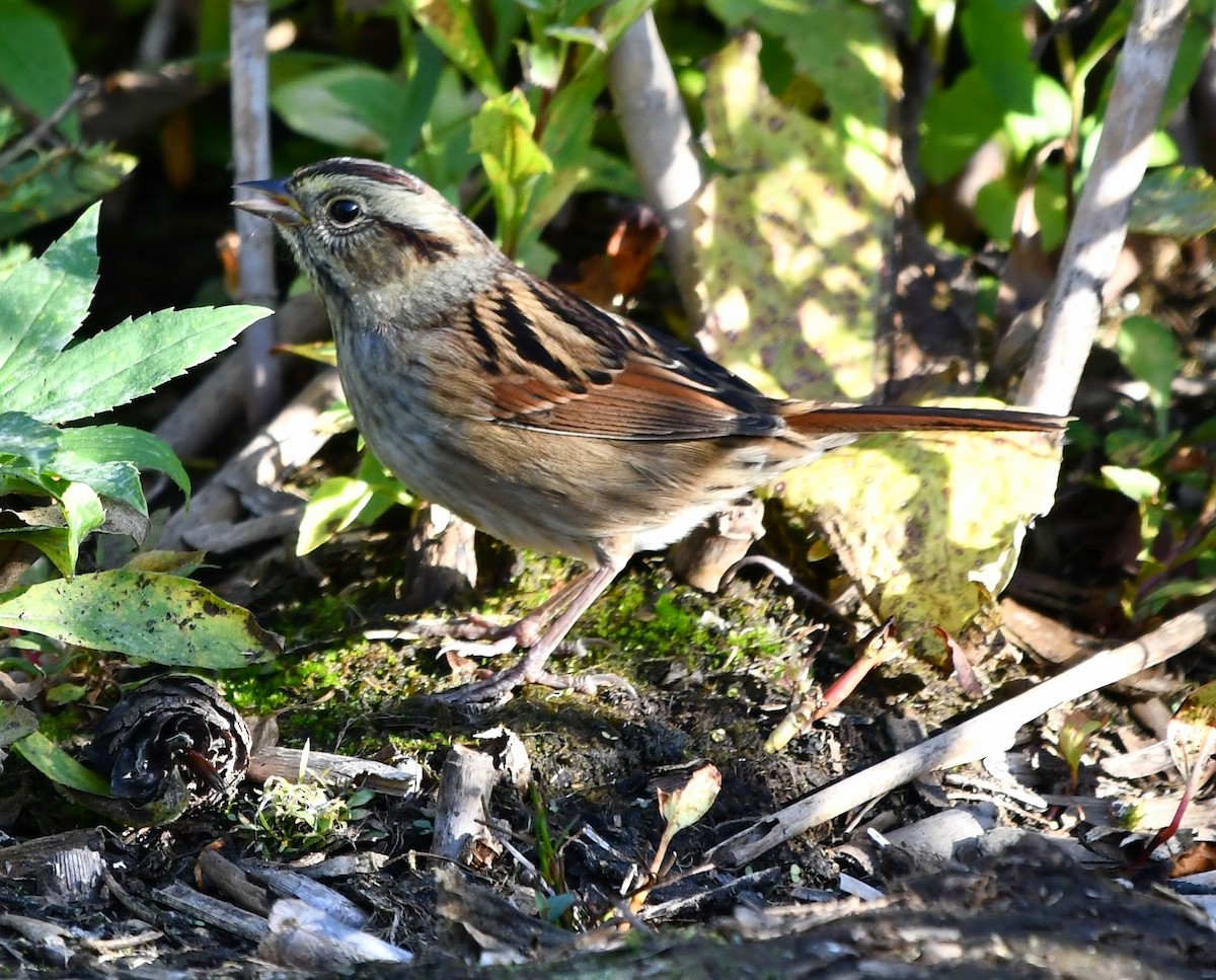 Swamp Sparrow - ML643568707
