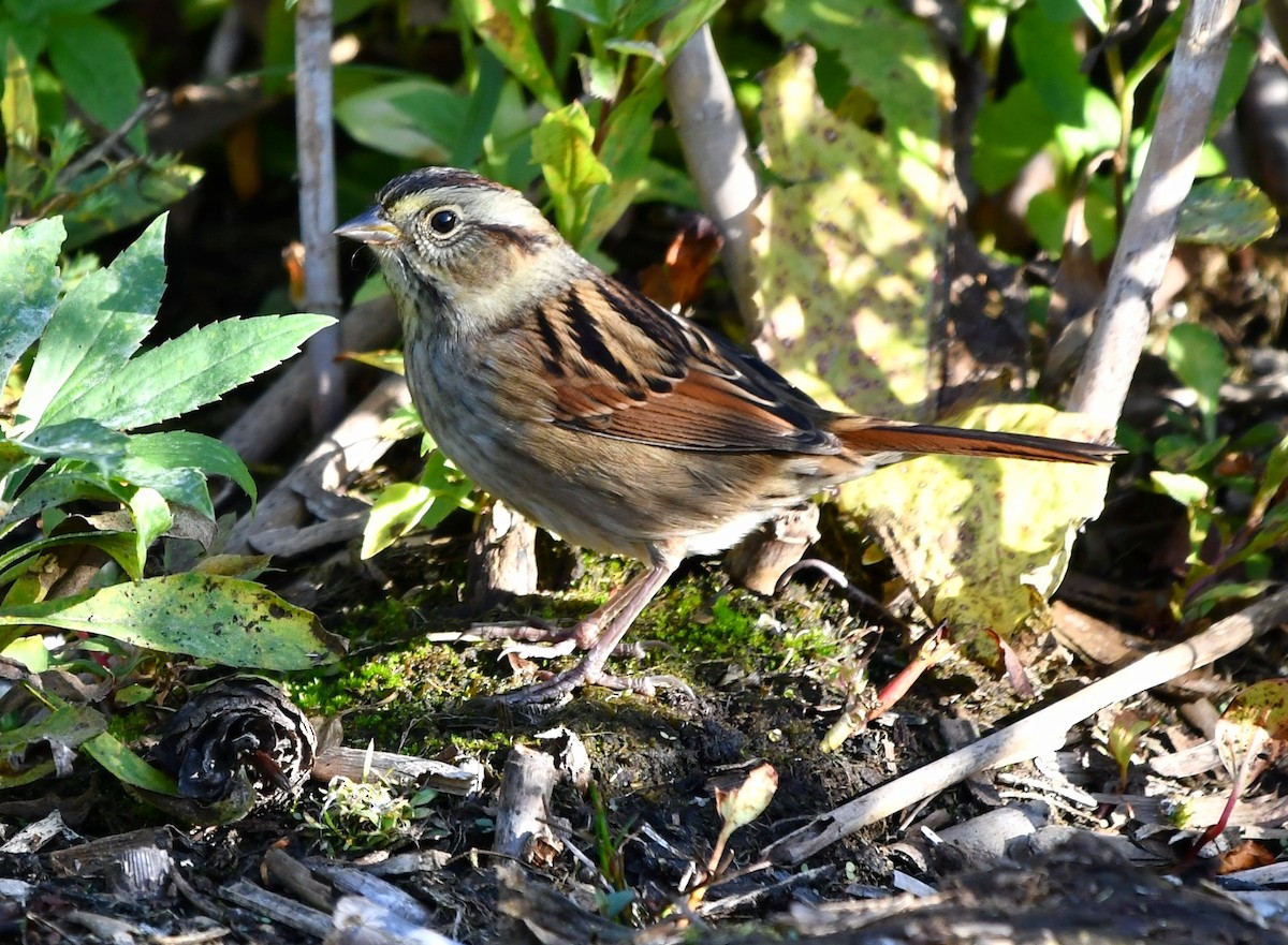 Swamp Sparrow - ML643568708