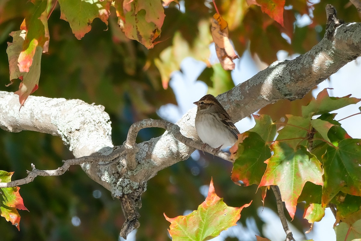 Chipping Sparrow - ML643568712