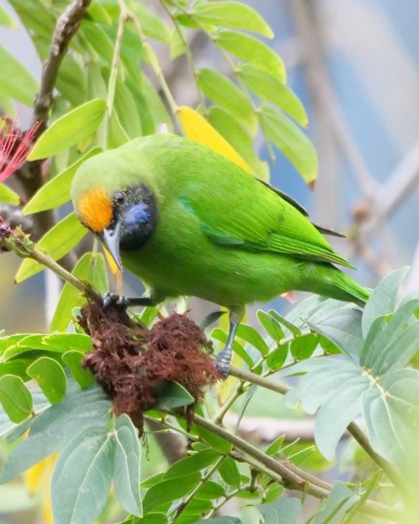 Verdin à front d'or - ML643568713