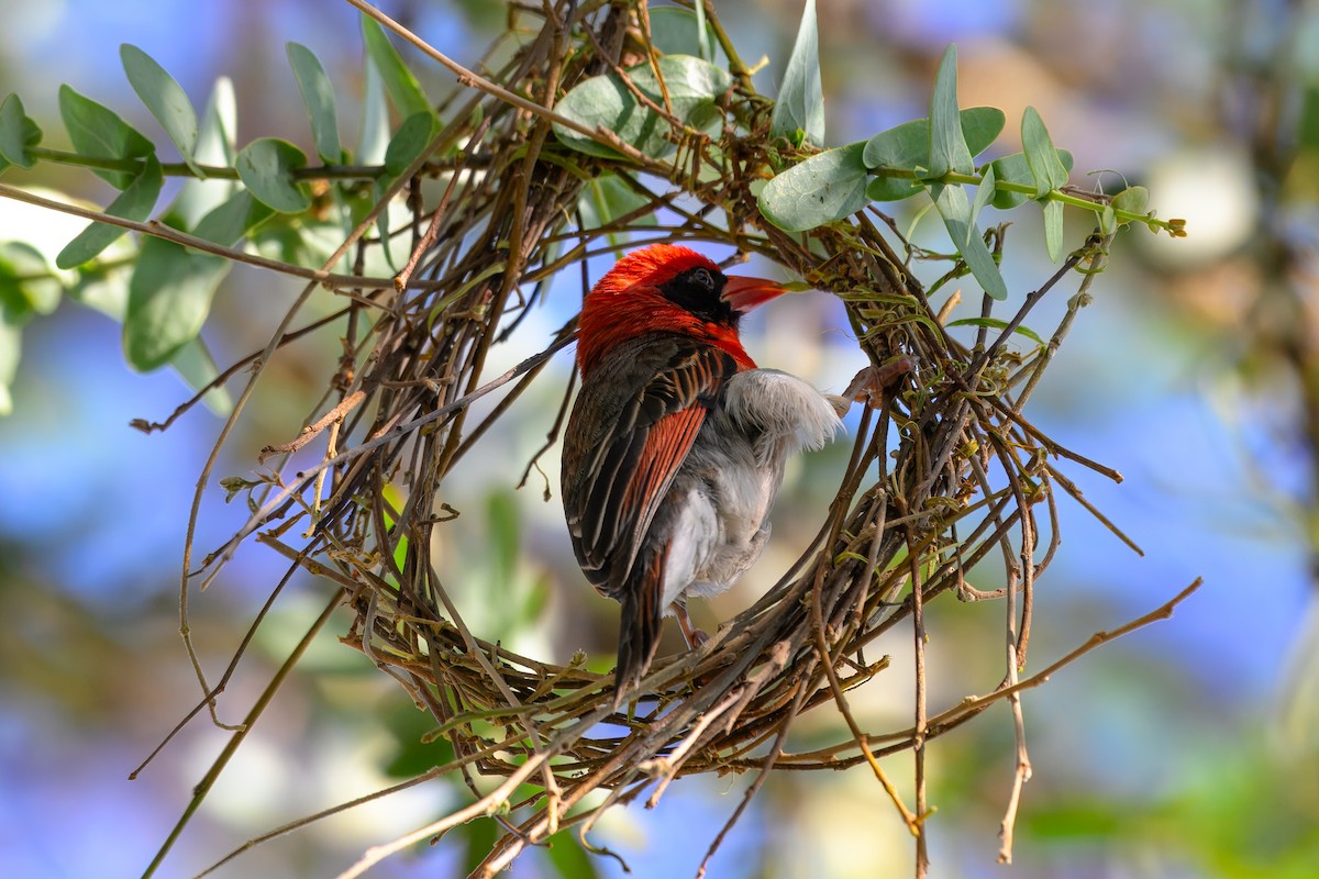 Red-headed Weaver - ML643568716