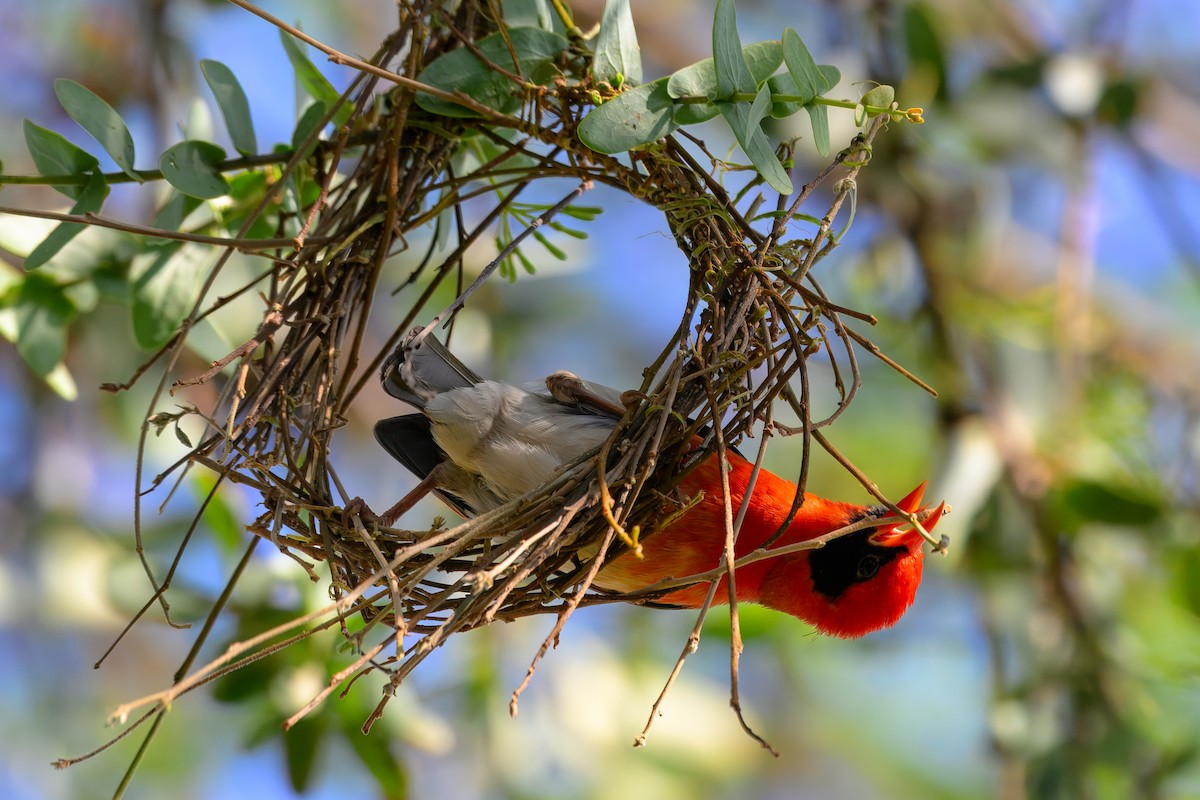 Red-headed Weaver - ML643568724