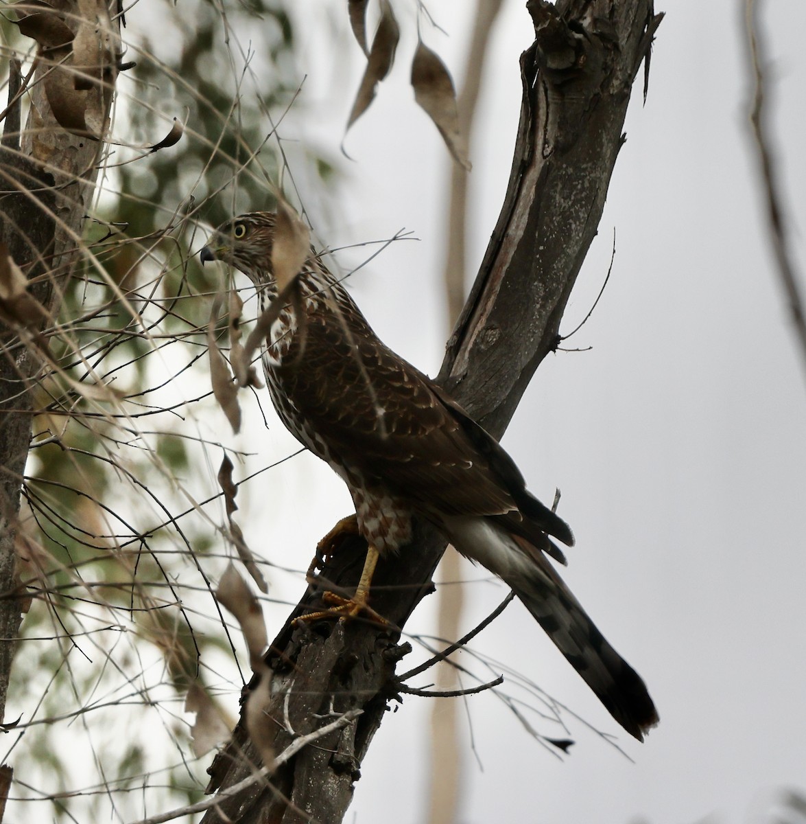 Cooper's Hawk - ML643568725