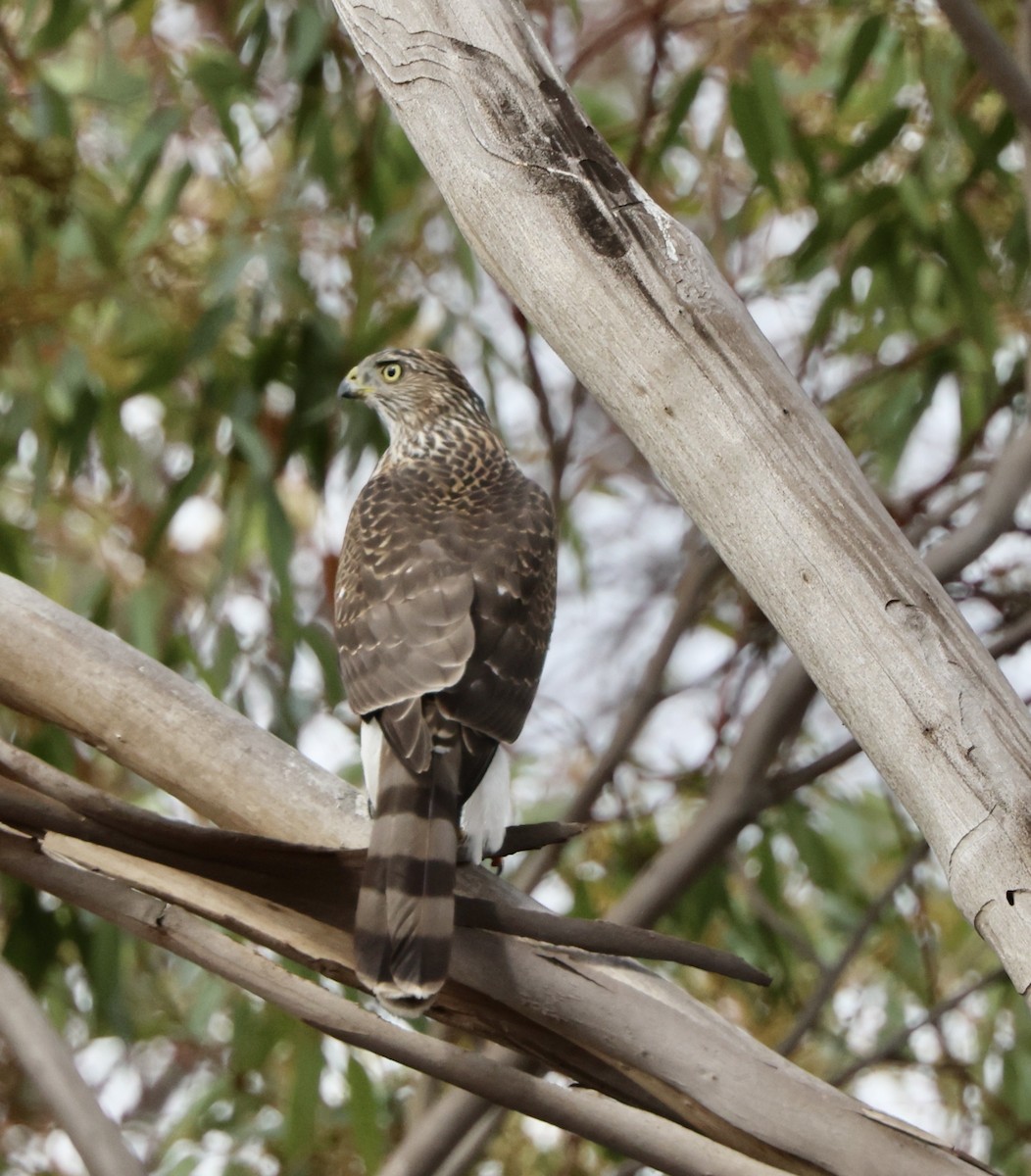Cooper's Hawk - ML643568726
