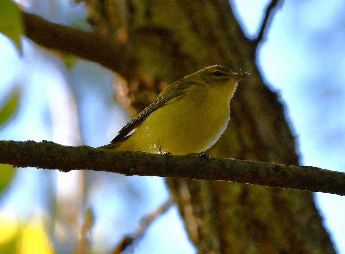 Philadelphia Vireo - ML643568734