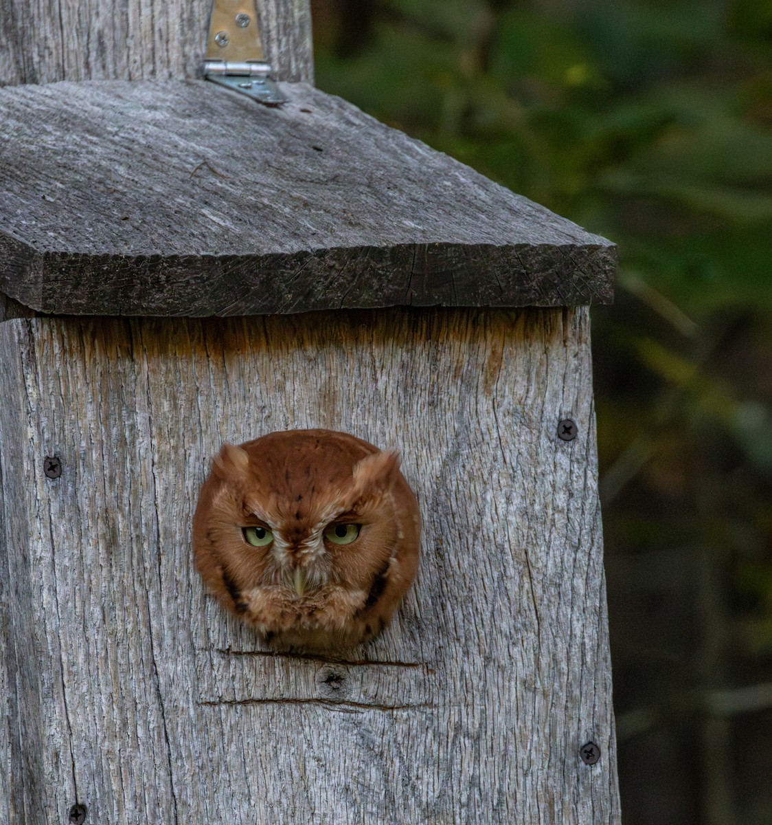 Eastern Screech-Owl - ML643568752