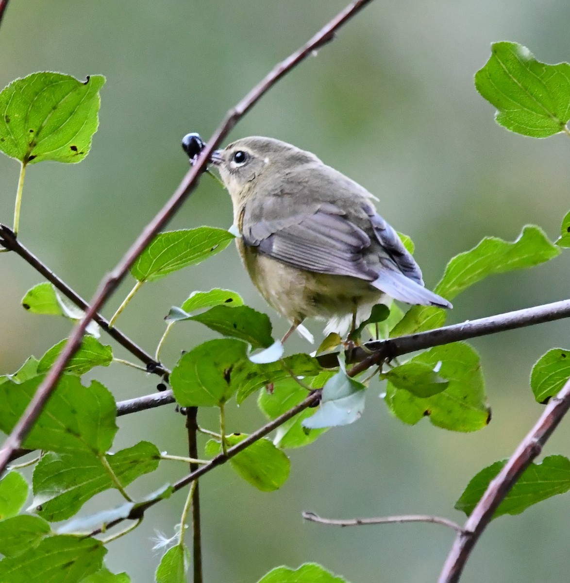 blåparula - ML643568772