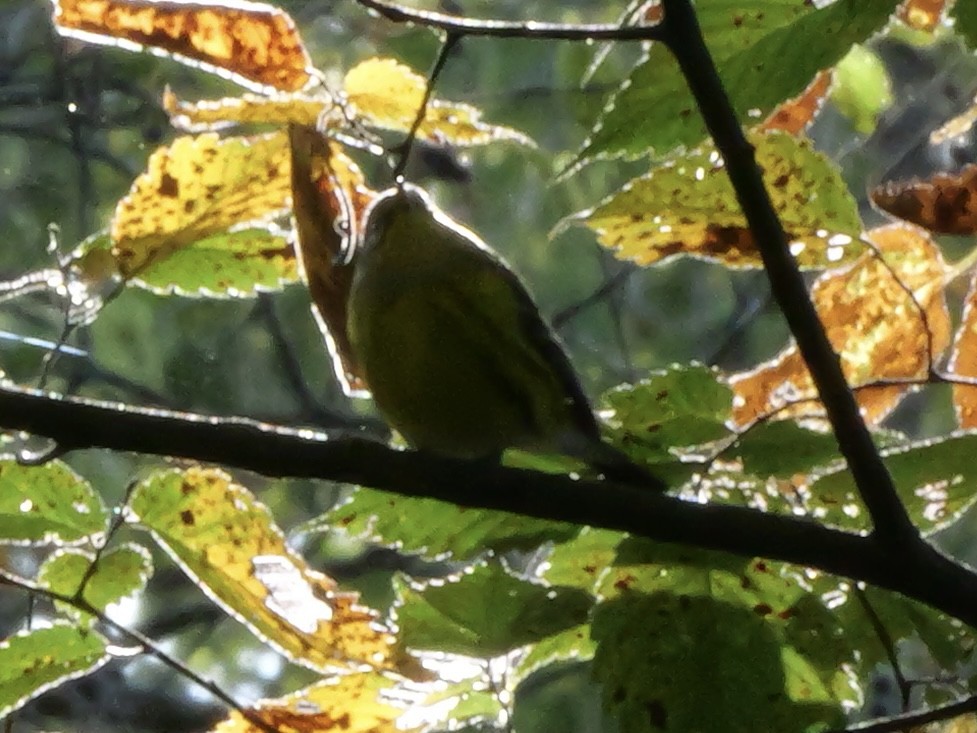 Magnolia Warbler - ML643568773