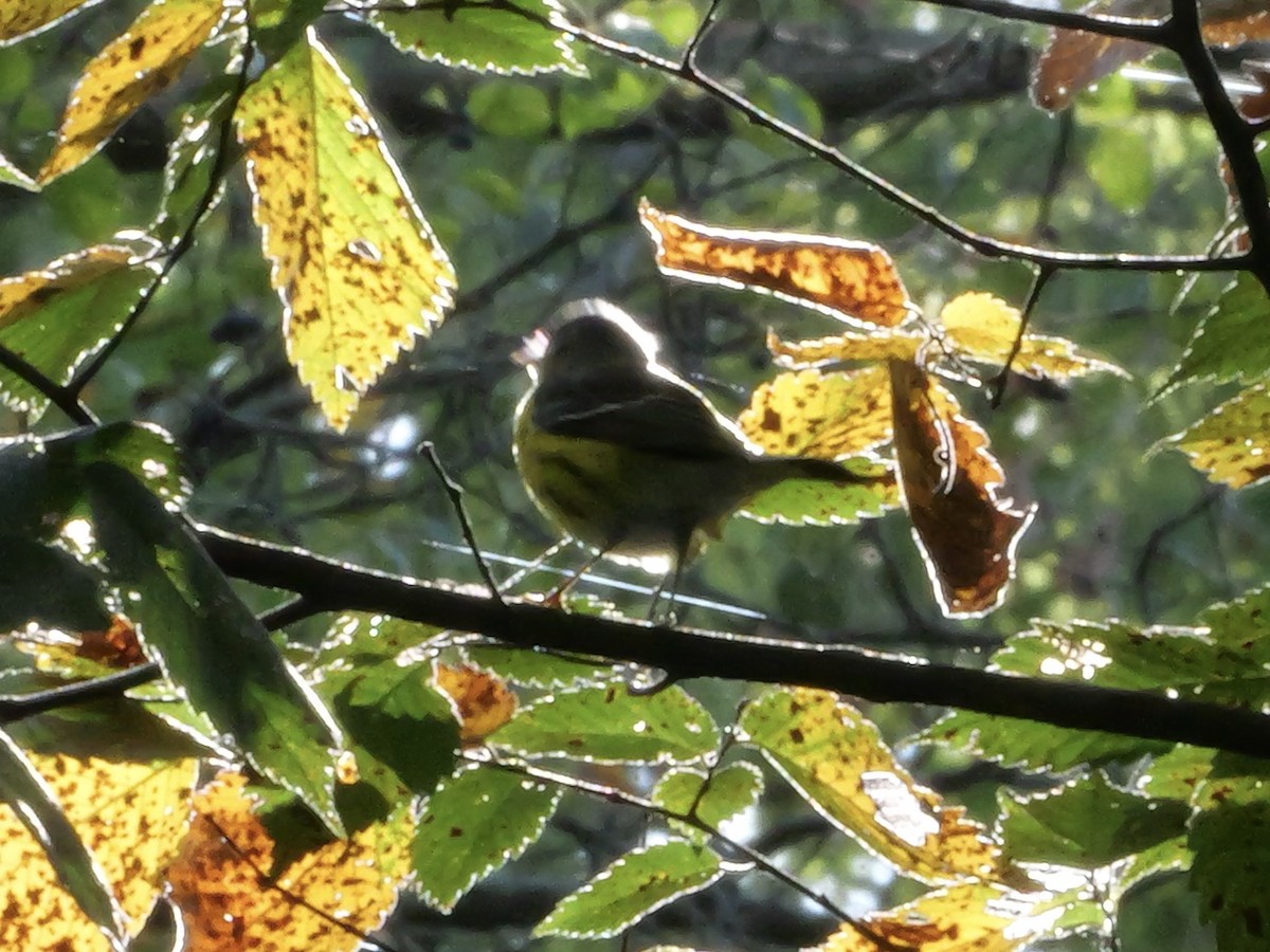 Magnolia Warbler - ML643568774