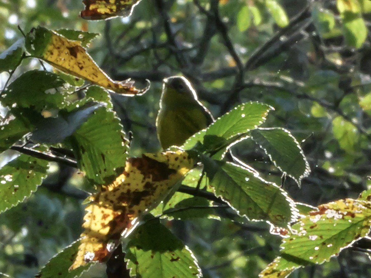 Magnolia Warbler - ML643568775