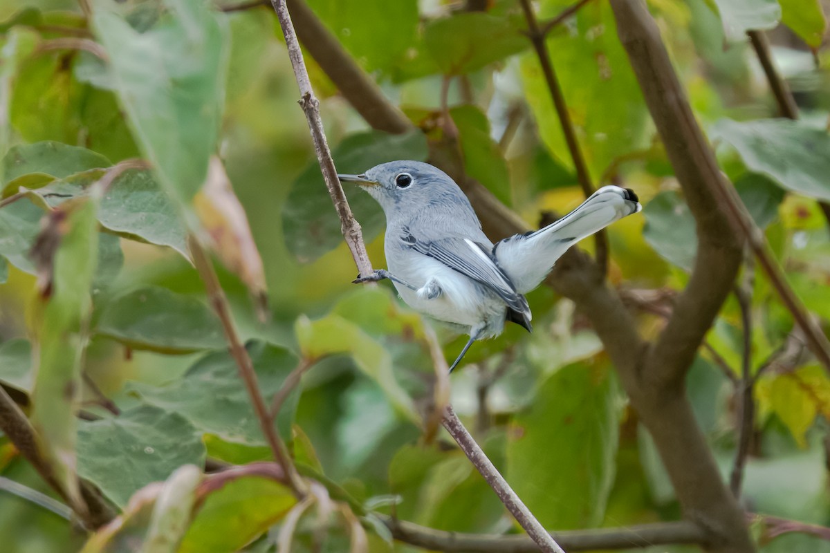 Blue-gray Gnatcatcher - ML643568780