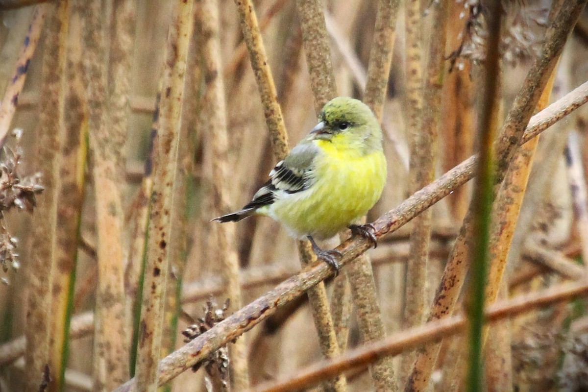 Lesser Goldfinch - ML643568788