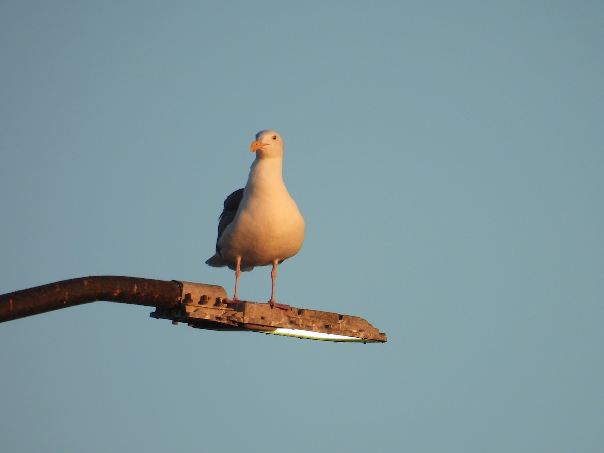 Western Gull - ML643568795