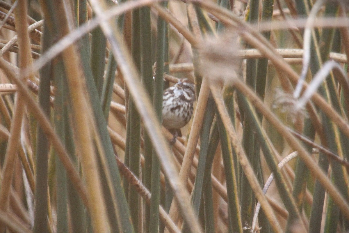 Song Sparrow - ML643568798