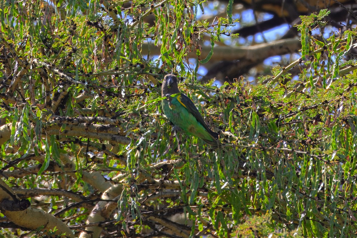 gulissepapegøye - ML643568808