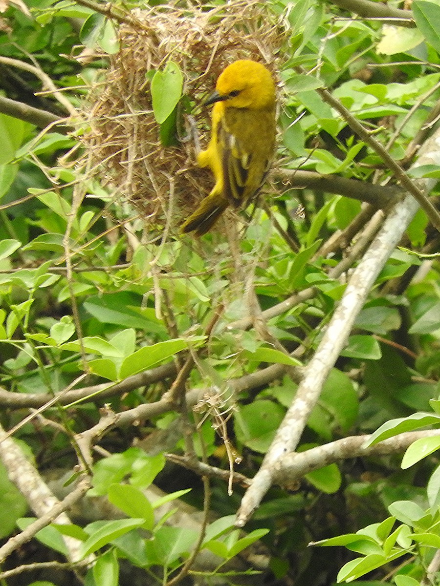 Slender-billed Weaver - ML643568820