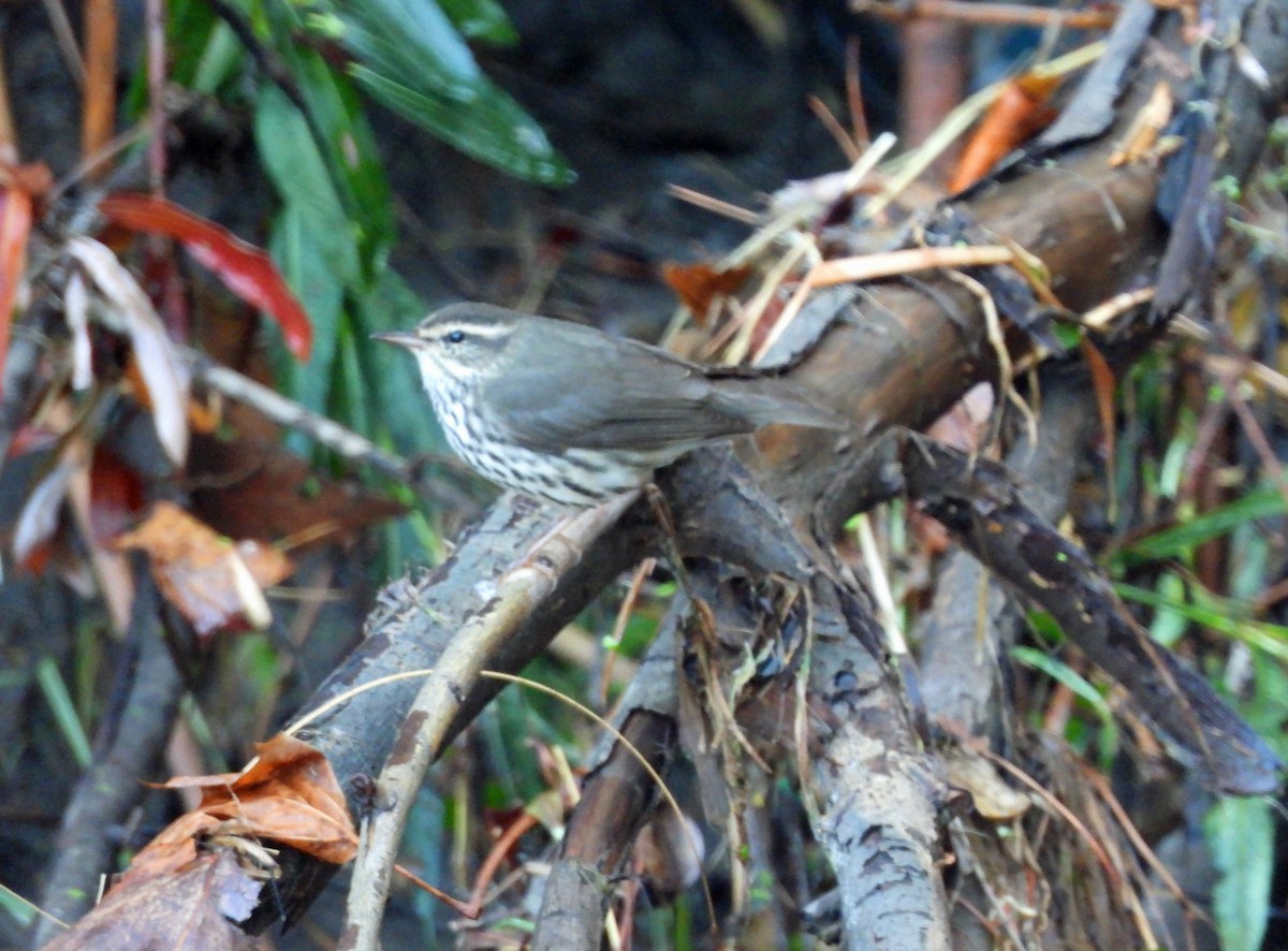 Northern Waterthrush - ML643568825